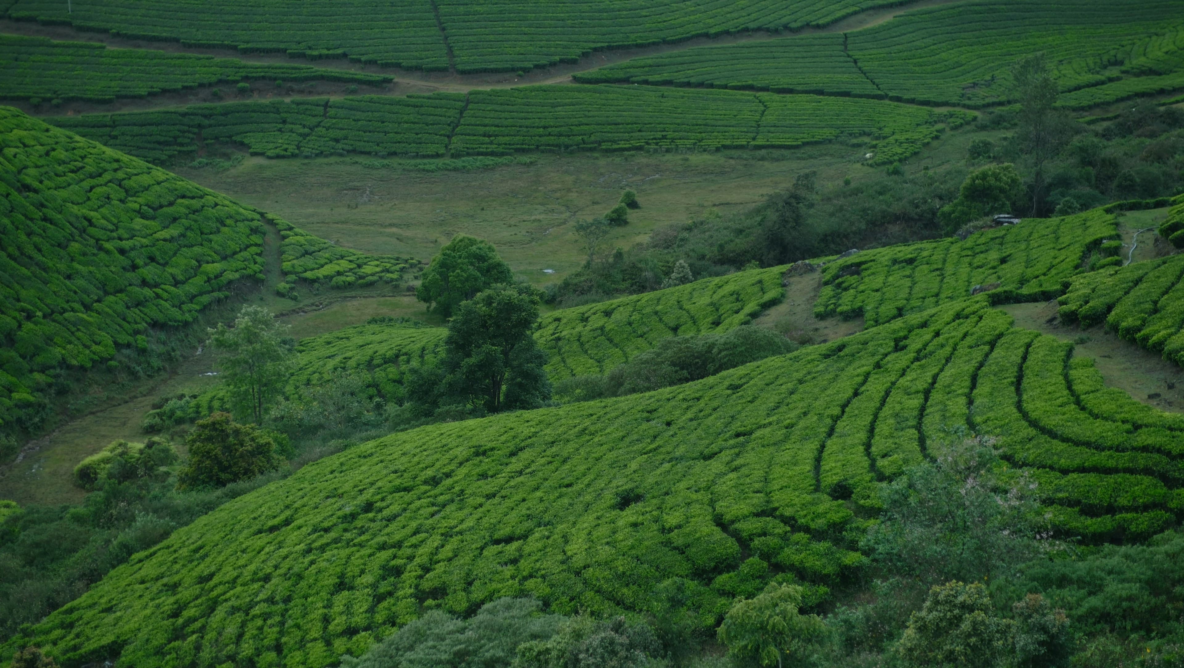Rolling green tea plantations in Munnar, Kerala