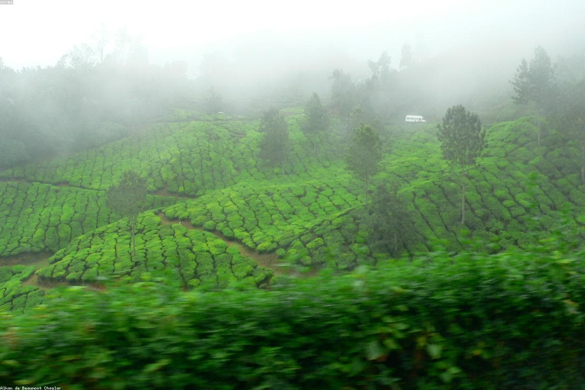 Kerala Escape — 3 Days 2 Nights